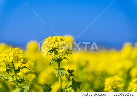 油菜花開向藍天 油菜花開向藍天 122486282