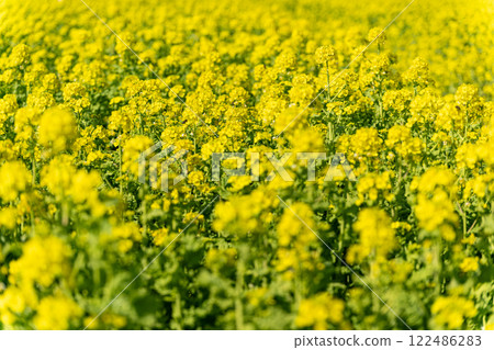 Rapeseed fields spreading all over 122486283