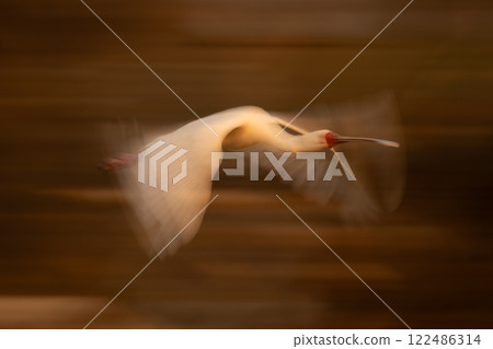 Slow pan of African spoonbill following bank Slow pan of African spoonbill following bank 122486314