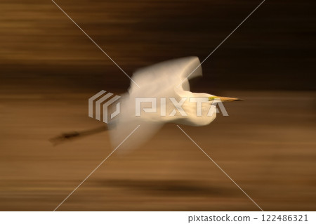 Slow pan of great egret flying past 122486321