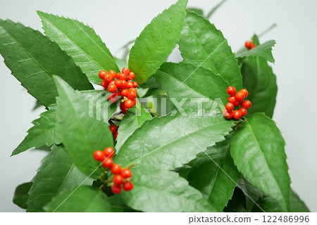紅色水果20241202 紅色水果20241202 122486996