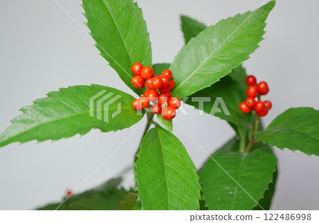 紅色水果20241204 紅色水果20241204 122486998