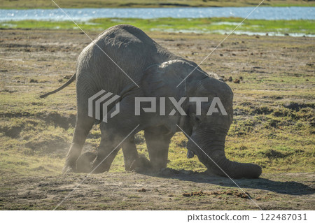 African bush elephant struggles to stand up African bush elephant struggles to stand up 122487031