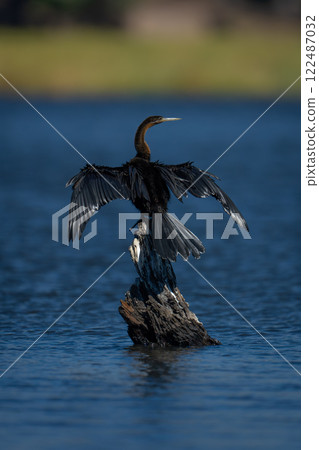 African darter dries wings on river stump 122487032