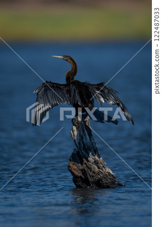 African darter drying wings on river stump 122487033