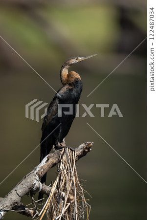 African darter in profile on sunlit log 122487034