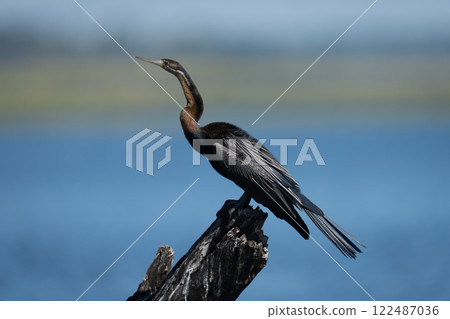 African darter on guano-covered stump in profile 122487036