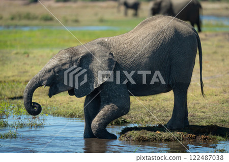 African elephant bends to drink from river African elephant bends to drink from river 122487038