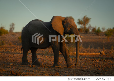African elephant crosses rocky slope at sunset 122487042