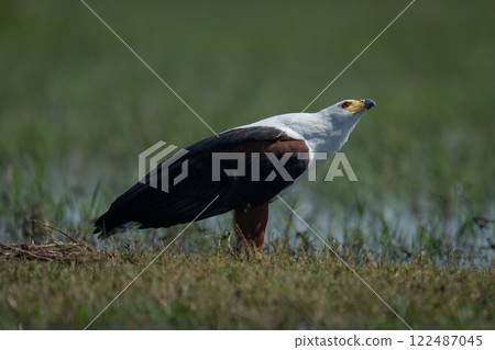 African fish eagle cocks head on floodplain African fish eagle cocks head on floodplain 122487045