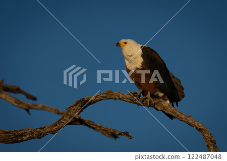 African fish eagle hunches on dead branch 122487048
