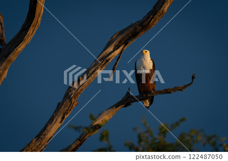 African fish eagle on dead tree at sunset 122487050