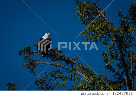 African fish eagle perches under blue sky 122487051