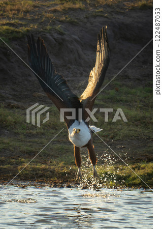 African fish eagle takes off from water 122487053
