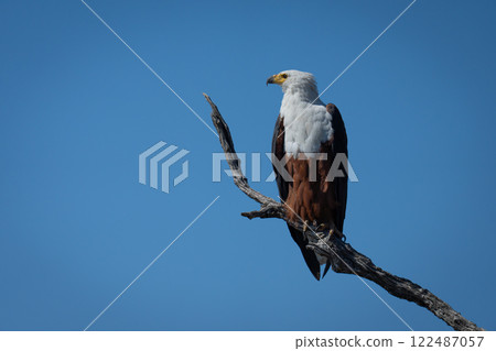 African fish eagle with catchlight on tree African fish eagle with catchlight on tree 122487057