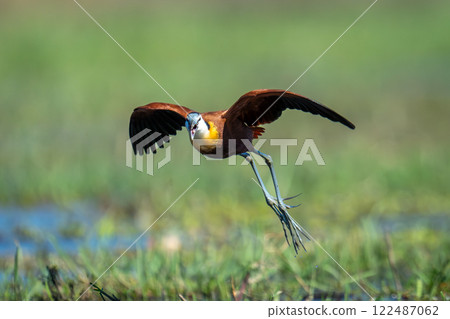 African jacana flies over floodplain opening bill 122487062