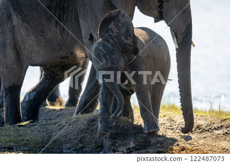 Baby African bush elephant stands shaking head 122487073