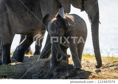 Baby African bush elephant stands twisting head Baby African bush elephant stands twisting head 122487074
