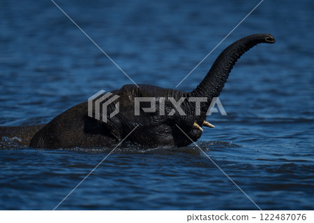 Baby African elephant crosses river raising trunk Baby African elephant crosses river raising trunk 122487076