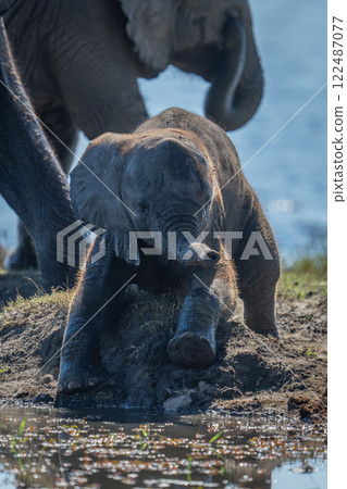 Baby African elephant lies on muddy riverbank Baby African elephant lies on muddy riverbank 122487077