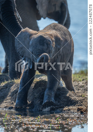 Baby African elephant stands on muddy riverbank 122487078