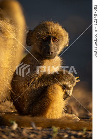 Baby chacma baboon sits turning toward camera 122487082