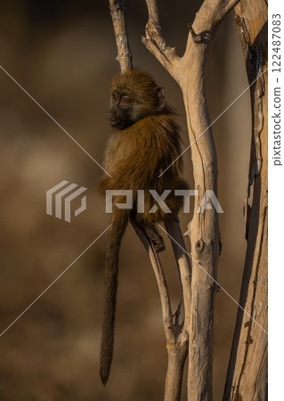 Baby chacma baboon with catchlight climbing bush 122487083