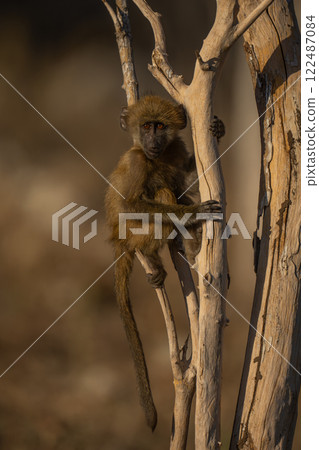 Baby chacma baboon with catchlight in bush Baby chacma baboon with catchlight in bush 122487084