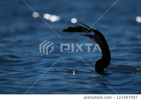 Backlit African darter catches catfish in river 122487087
