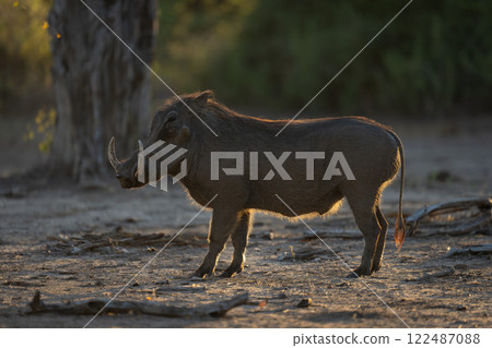 Backlit common warthog stands staring near tree 122487088