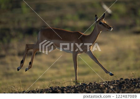 Backlit female impala gallops past on savanna 122487089