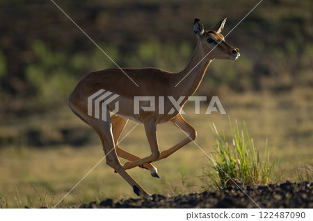 Backlit female impala runs past on savanna 122487090