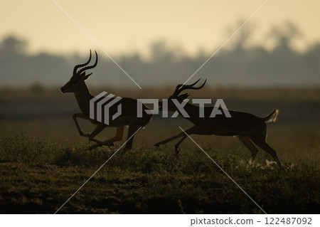 Backlit male impala chases another during rut 122487092