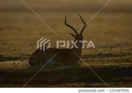 Backlit male impala lies on grassy plain Backlit male impala lies on grassy plain 122487095