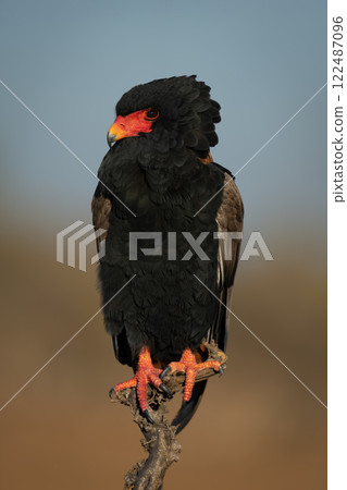 Bateleur eagle watching camera from dead branch 122487096