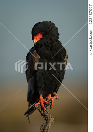 Bateleur eagle watching camera from dead bush 122487097