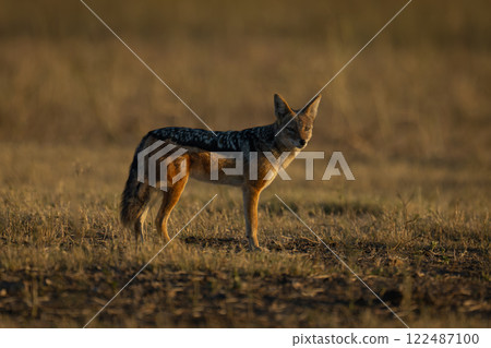 Black-backed jackal stands turning head on savanna Black-backed jackal stands turning head on savanna 122487100