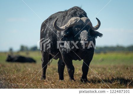 Cape buffalo stands on grass facing camera 122487101