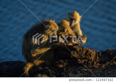 Chacma baboon family sit on rocky riverbank 122487102