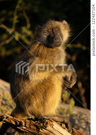Chacma baboon sits clasping hands on log Chacma baboon sits clasping hands on log 122487104