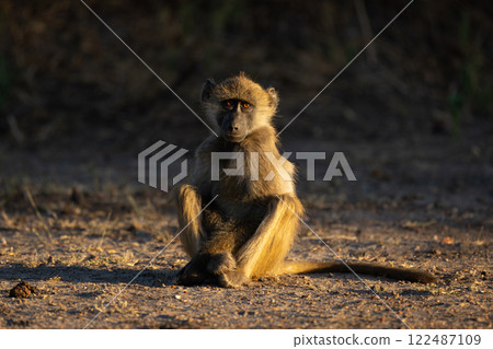 Chacma baboon sits on ground facing camera 122487109