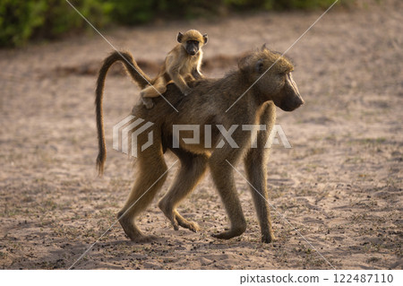 Chacma baboon walks with baby on back Chacma baboon walks with baby on back 122487110
