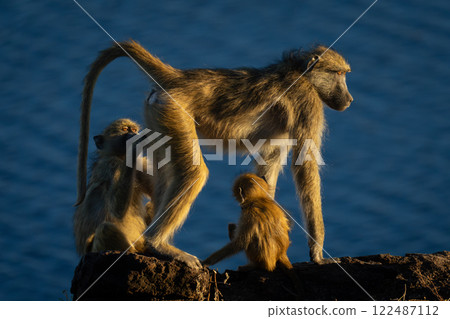 Chacma baboons groom male on rocky riverbank Chacma baboons groom male on rocky riverbank 122487112