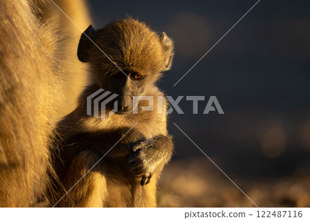 Close-up of baby chacma baboon looking down Close-up of baby chacma baboon looking down 122487116