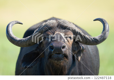 Close-up of Cape buffalo standing stretching neck Close-up of Cape buffalo standing stretching neck 122487118