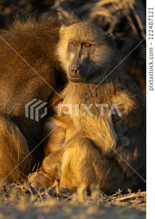 Close-up of chacma baboon squeezed between parents 122487121