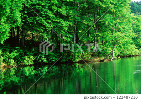 Green mysterious pond Green mysterious pond 122487210