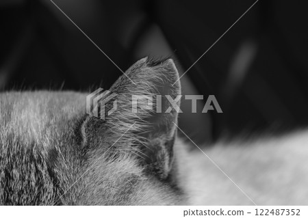 Sakuraneko, local cat ears, monochrome 122487352