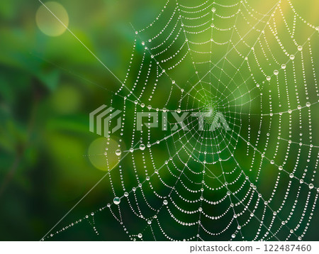 Spiderweb with sparkling Dew Drops on a lush Green Background 122487460