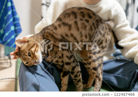 Amusing cat 122487466